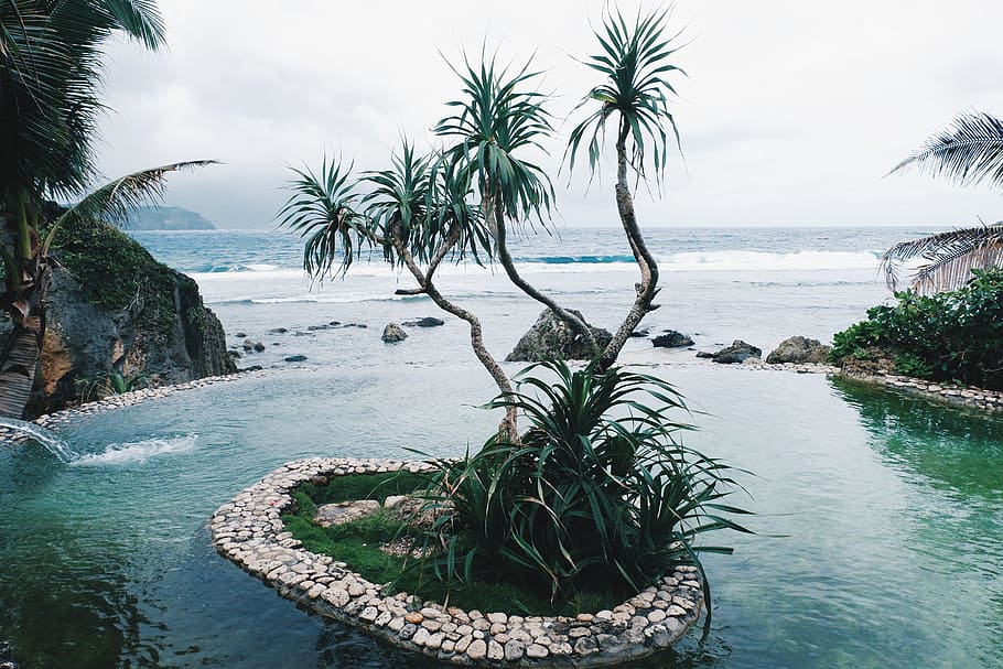Green Leaf Plant Near Shoreline, Batanes, beach, exotic, infinity pool HD wallpaper