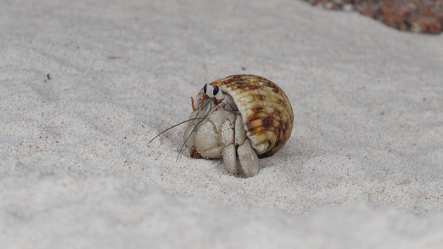 nature, sand, one animal, animal themes, animal wildlife, animals in the wild HD wallpaper