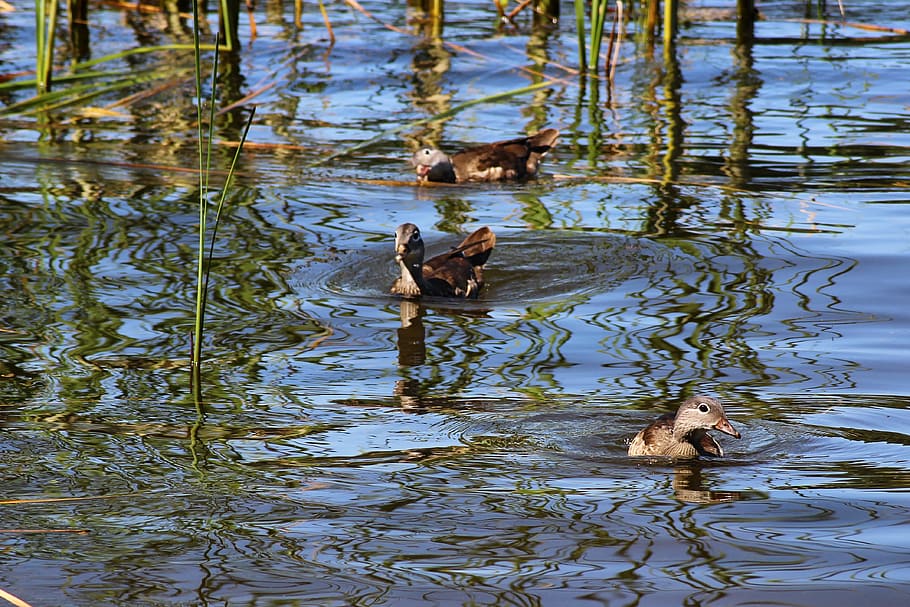 Ducks, Gadwall, Water Bird, Lake, chicken, water reflection, HD wallpaper