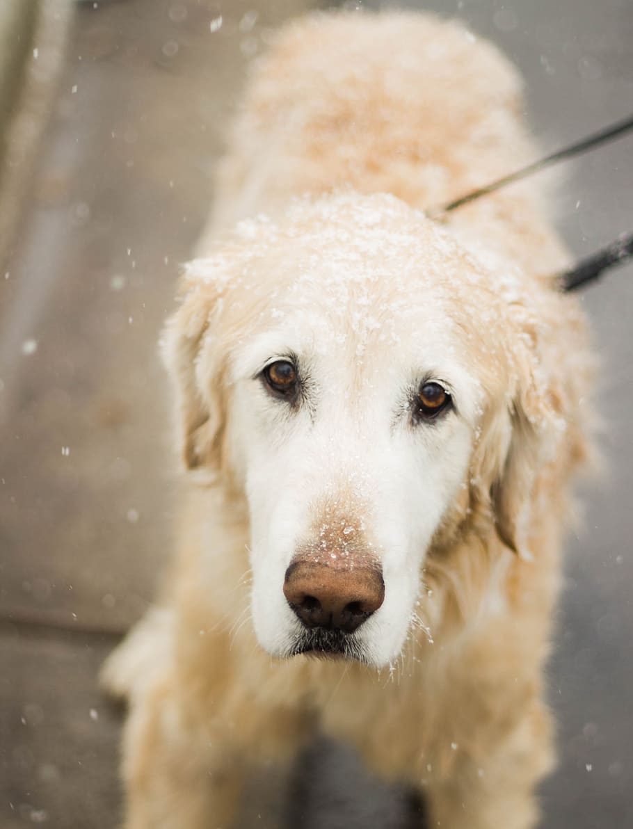 selective focus photography of golden Labrador retriever with snow drop on his head HD wallpaper