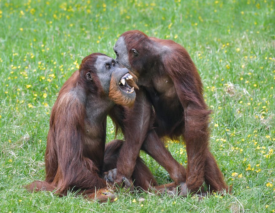 orangutan, monkey, roux, two, play, primate, pongo, grass, animal HD wallpaper