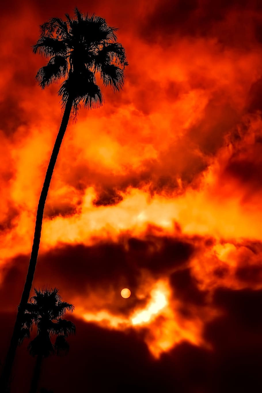 sunset, dusk, sky, clouds, palm tree, tropics, tropical, beautiful HD wallpaper
