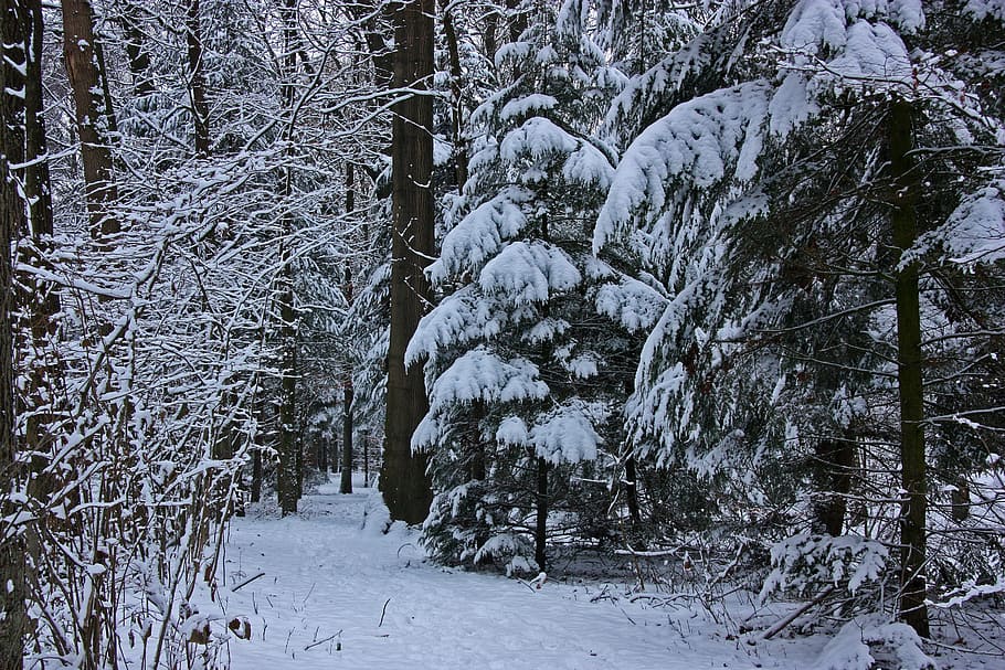 winter, forest, tree, coniferous forest, firs, spruce, bush HD wallpaper