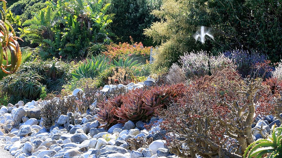 Garden, Shutter, Speed, Natural, kommetjie, south africa, plants HD wallpaper