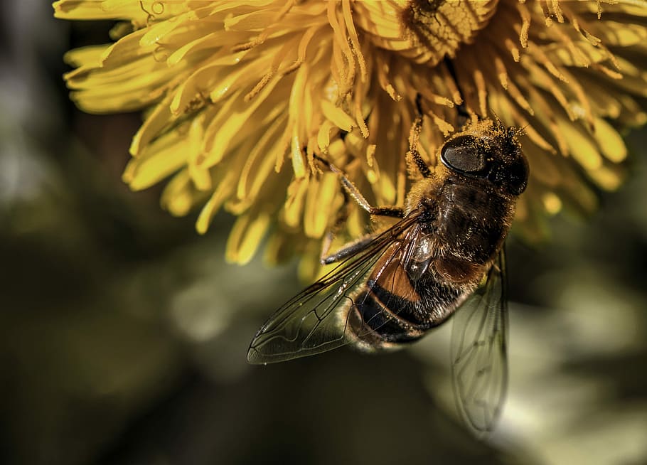 Bee, Insect, Hive, Pollen, bees, pollination, flower, close-up HD wallpaper