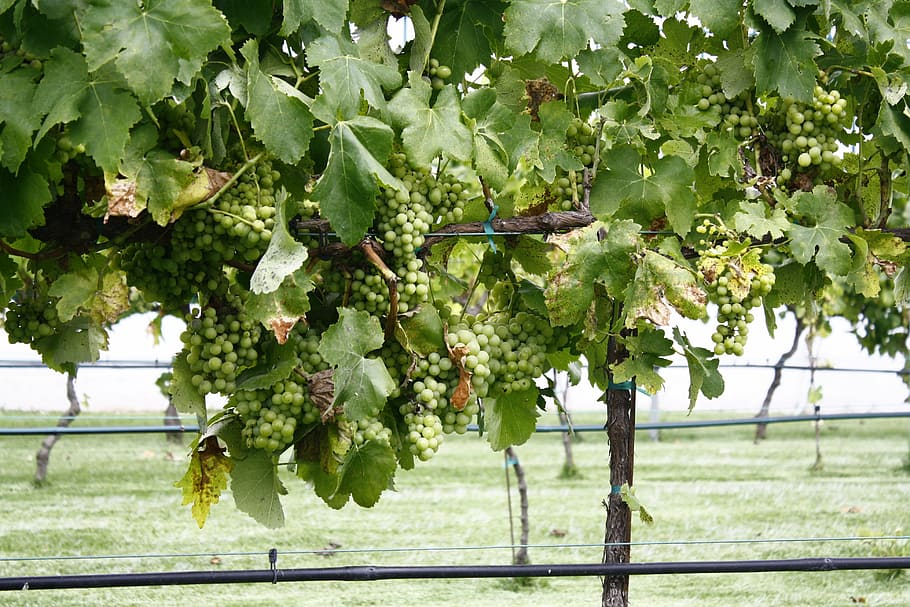vineyard, grapes, plant, close, growth, leaf, plant part, green color HD wallpaper