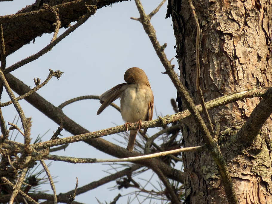 sparrow, brown, bird, wing, pine, tree, animal wildlife, animals in the wild HD wallpaper