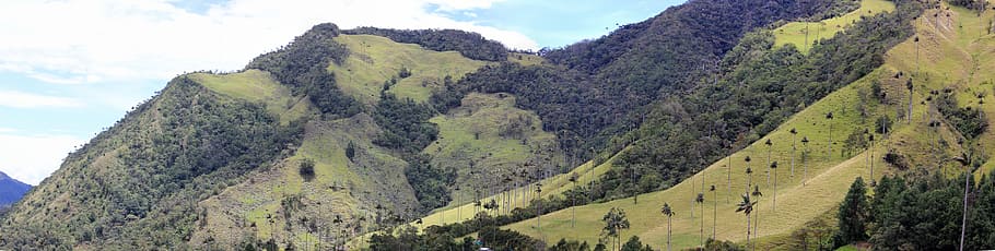 valle de cocora, panorama, palm trees, mountains, landscape, HD wallpaper