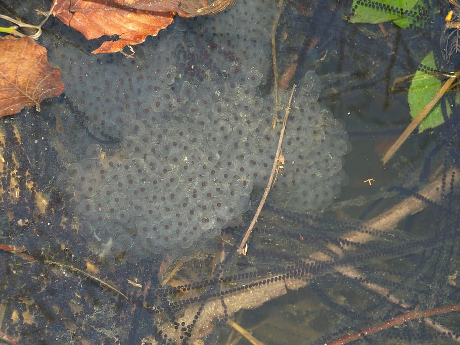 spawn, toads, frogs, amphibians, water, lake, nature, animal HD wallpaper