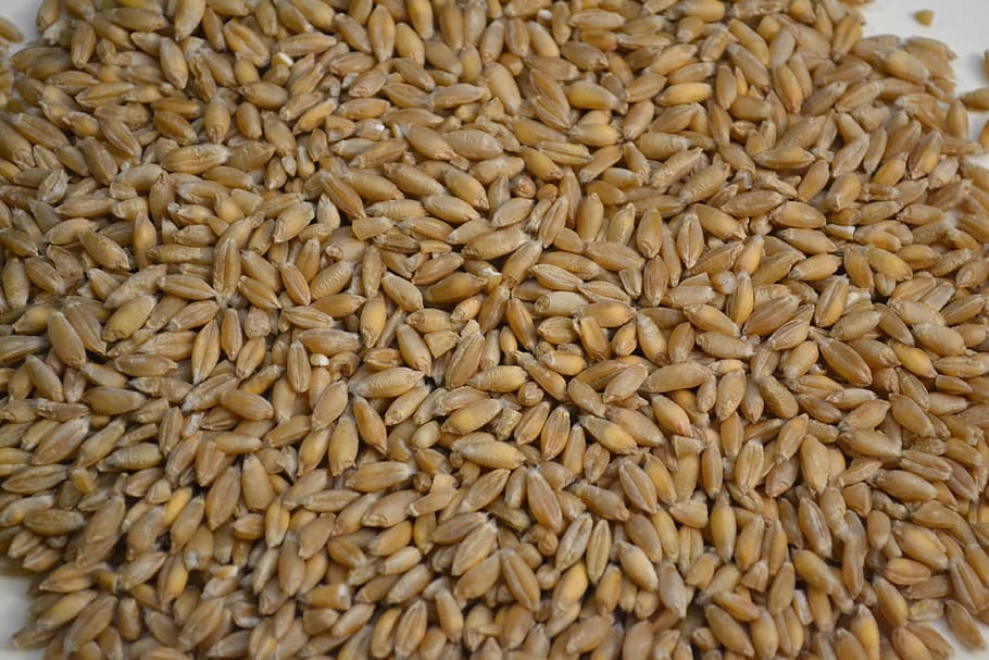 triticale, grains, organic, food and drink, large group of objects HD wallpaper