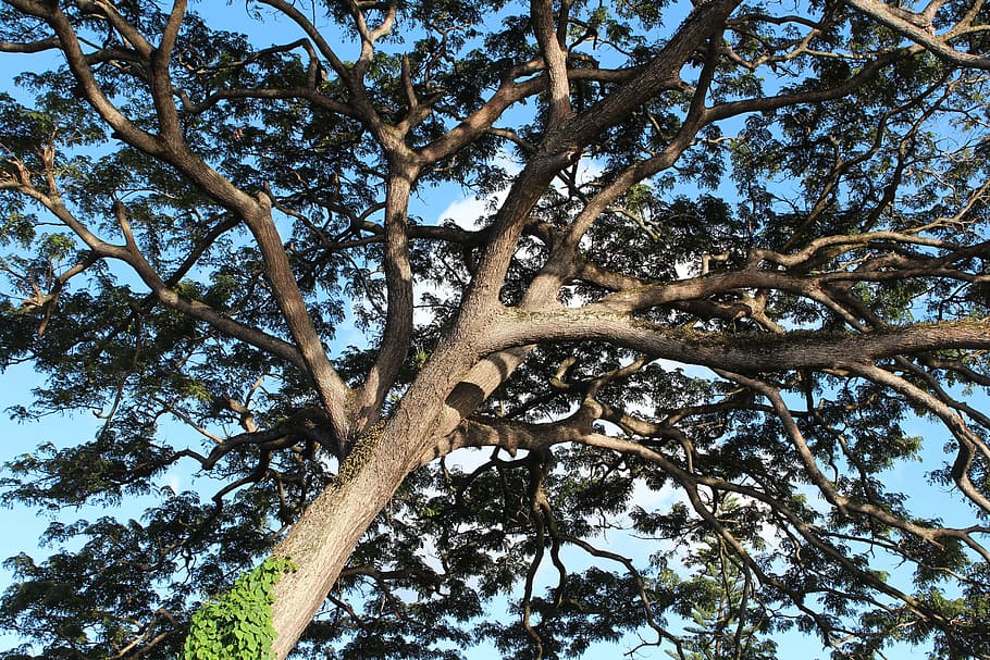 Nature, Old, Tree, Trunk, old tree, forest, branch, tree Trunk HD wallpaper