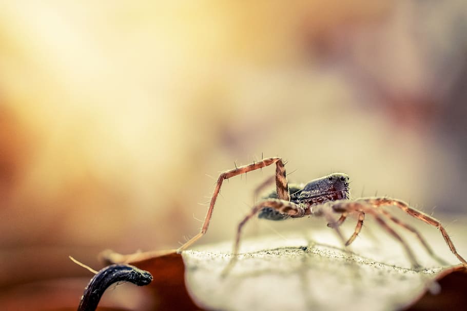 spider, macro, insect, animal, arachnid, nature, outdoor, garden HD wallpaper
