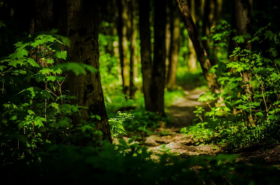 trail, forest, nature, landscape, trees, mystery, woodland HD wallpaper