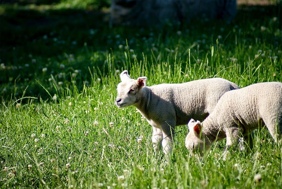lamb, sheep, schäfchen, young sheep, cute, animal world, sweet HD wallpaper