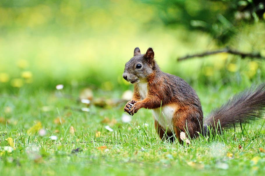 shallow focus photography of brown squirrel, nager, rodent HD wallpaper