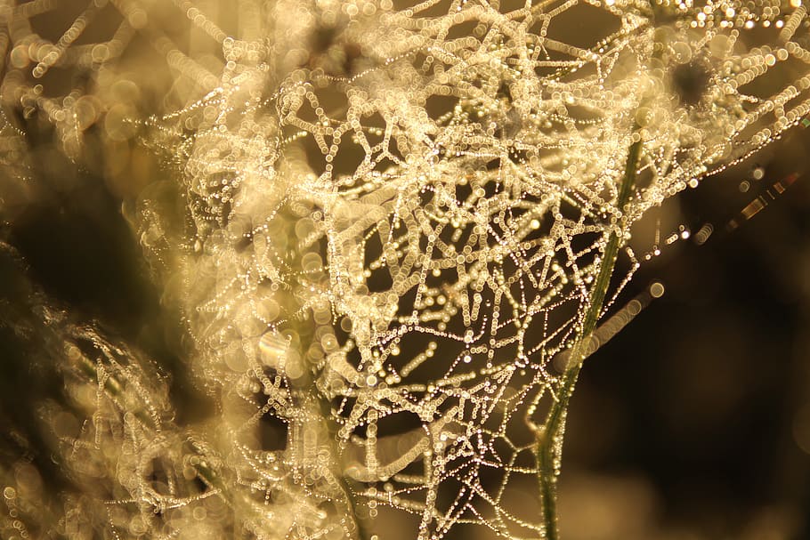 connection, water, neural, brain, thoughts, light, pearls, dew HD wallpaper
