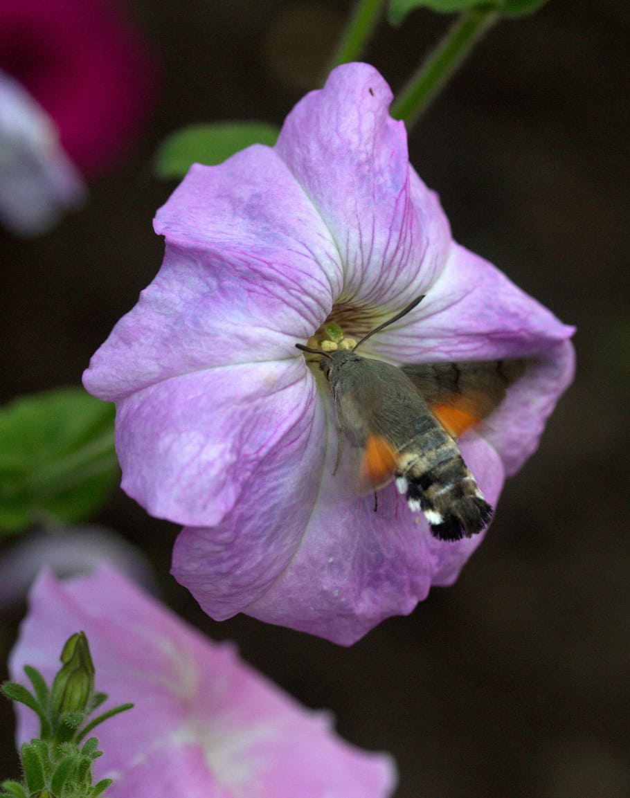 moth, hummingbird, flower, pollen, flight, insecta, flowering plant, HD wallpaper