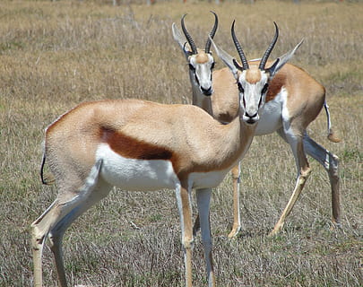 springbok, antelope, africa, animal wildlife, animal themes HD wallpaper
