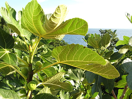 Figs, Fruit, Fig Tree, real coward, croatia, krk, leaf, green color HD wallpaper