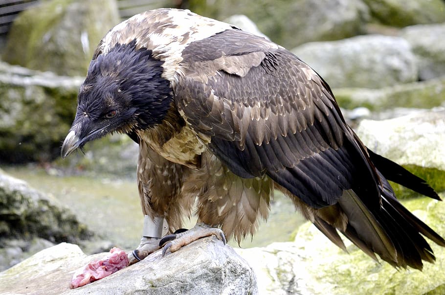 bearded vulture, bird of prey, eat, meat, raptor, birds, bill, HD wallpaper