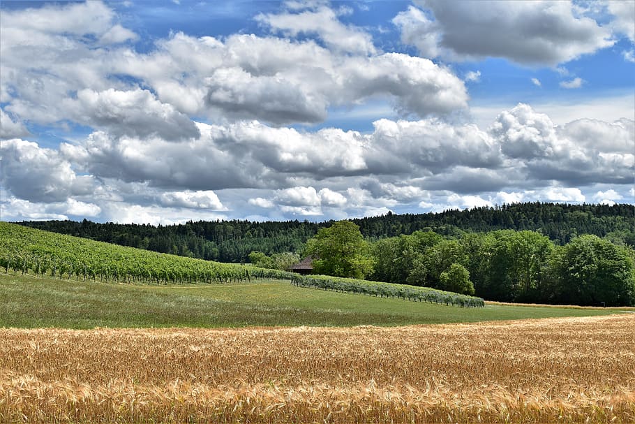 Landscape, View, Barley, Cereals, Arable, barley field, ear HD wallpaper