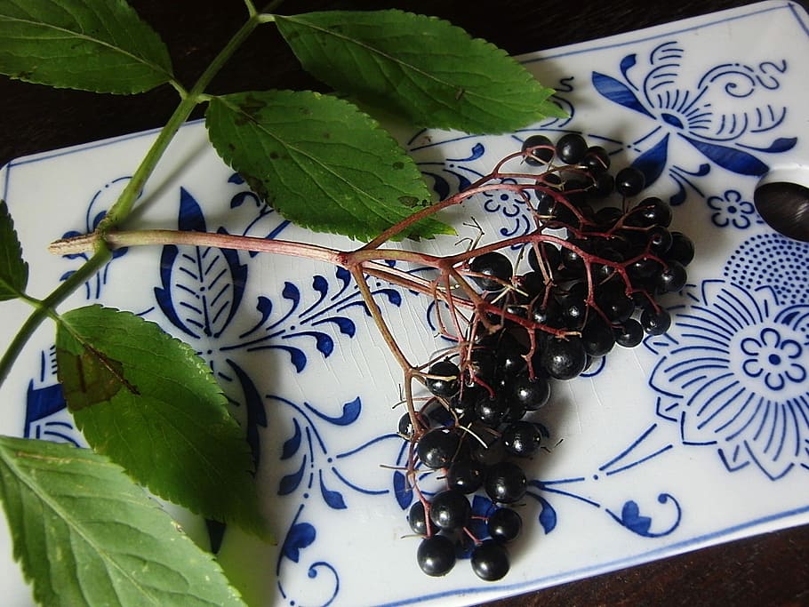 Elder, Berries, Black Elderberry, elderberries, holler, leaf HD wallpaper