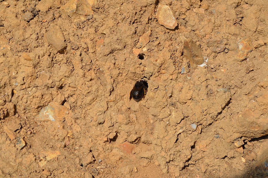 soil, sand, stone, rock, bee, nest, desert, dry, lonely, textured HD wallpaper