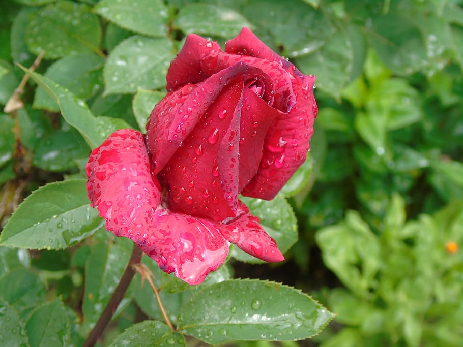 rose, flower, rosa, drop, wet, water, beauty in nature, plant HD wallpaper