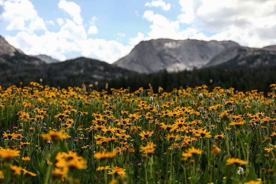 photo of bed of sunflowers, sunflower during daytime, mountain range HD wallpaper