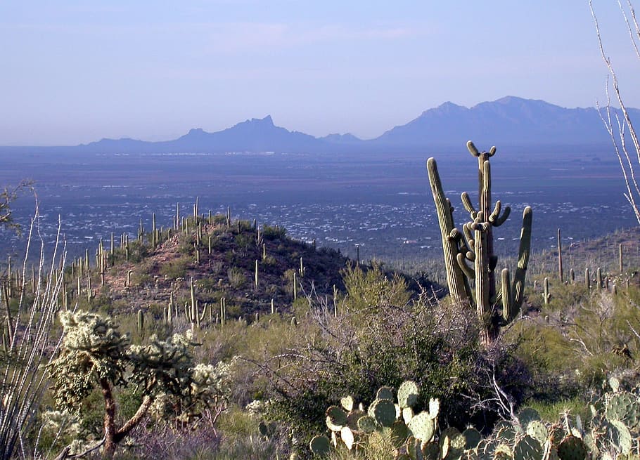 Saguaro National Park landscape with hills, Arizona, photo, landscapes