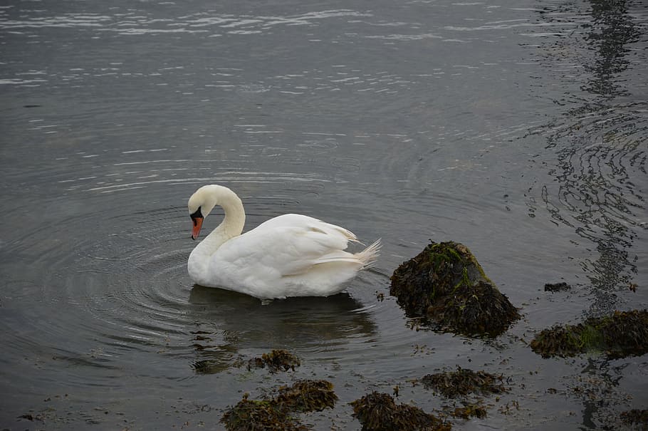 bird, swan, waters, animals in the wild, lake, animal wildlife HD wallpaper