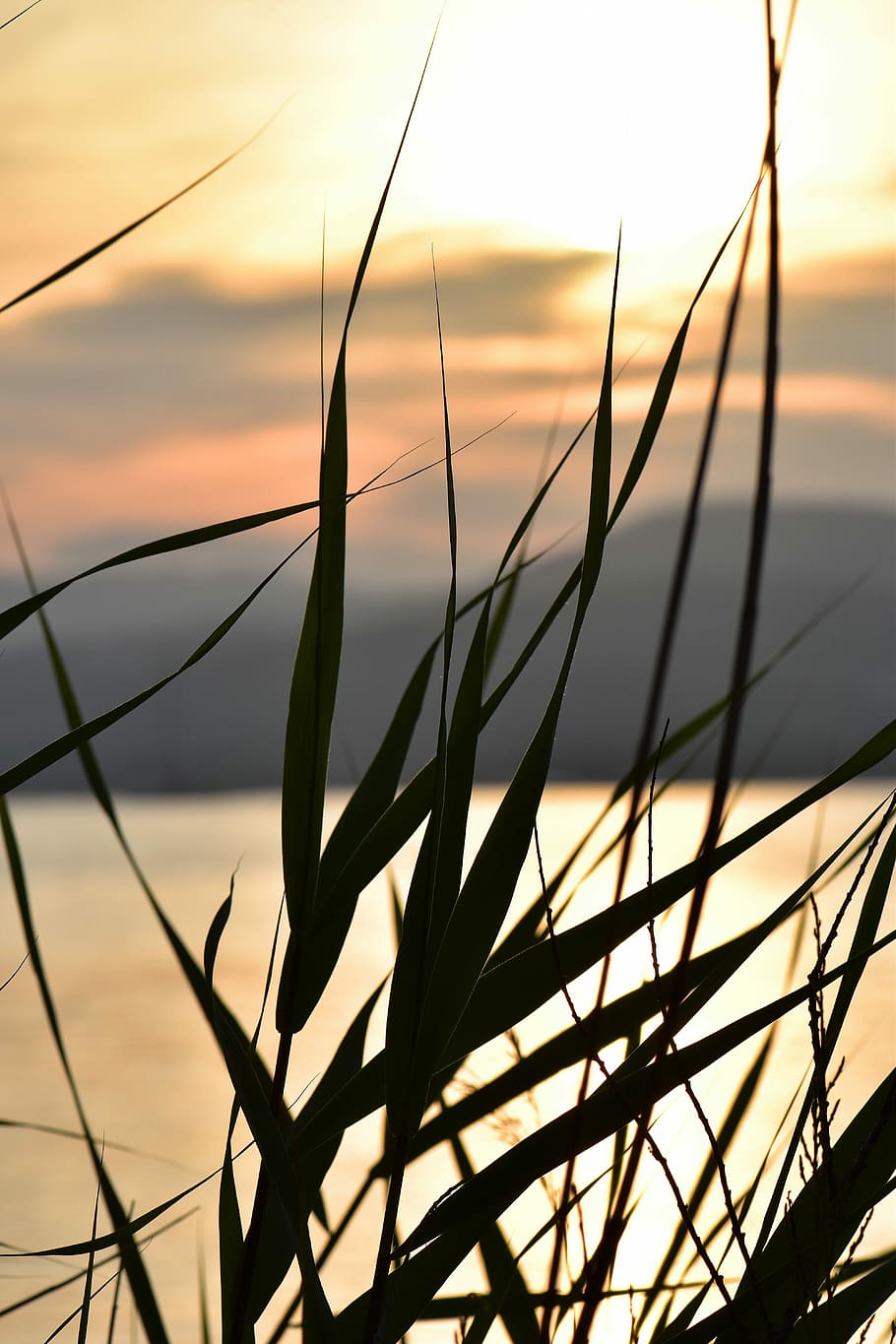 sunset, mood, back light, coast, landscape, grasses, france HD wallpaper