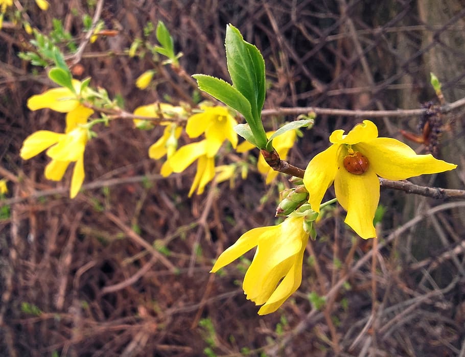 forsythia, ladybug, spring, insect, yellow, flower, blossoming HD wallpaper