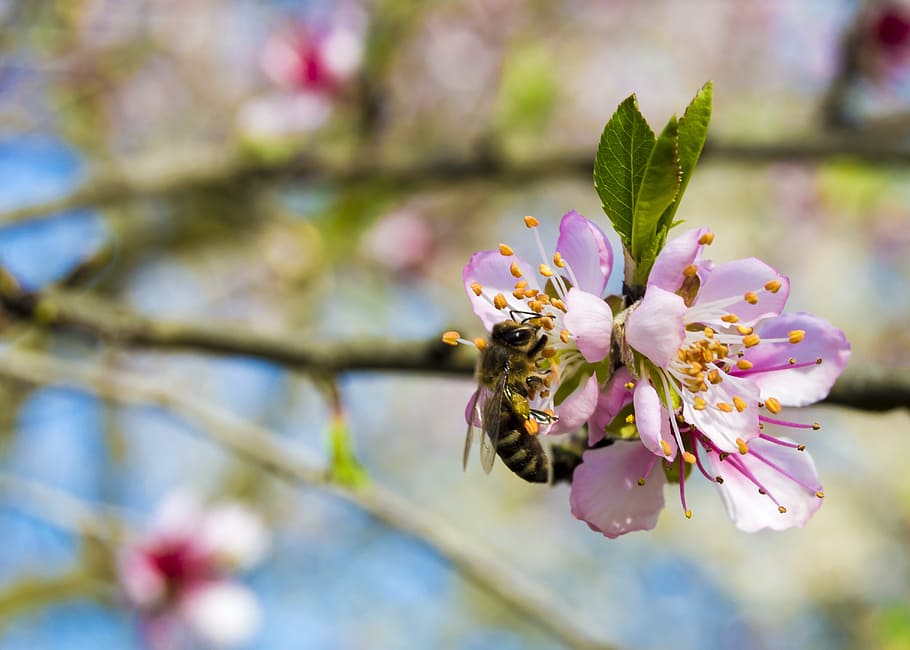 bee, spring, cherry, flower, sunny, pollen, summer, pollinate HD wallpaper