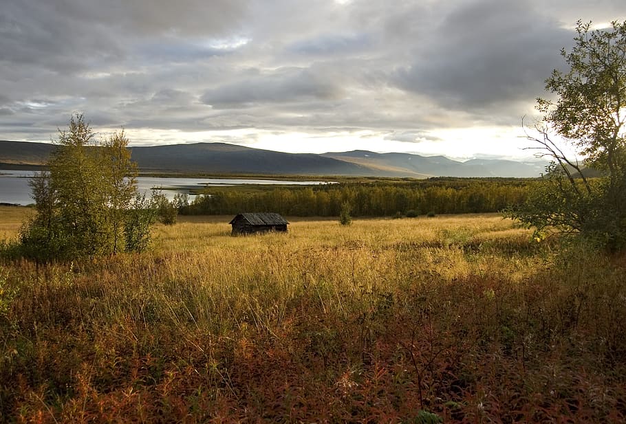 Bed, Sweden, autumn, field, grass, no people, nature, landscape HD wallpaper