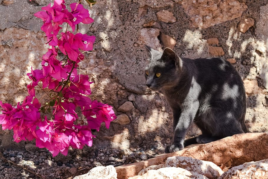 cat, stray, grey, animal, outdoor, flower, pink, nature, cyprus HD wallpaper
