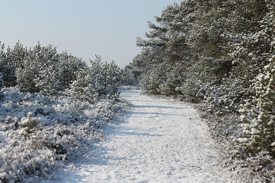 snow, the, path, tree, winter, cold temperature, plant, nature HD wallpaper