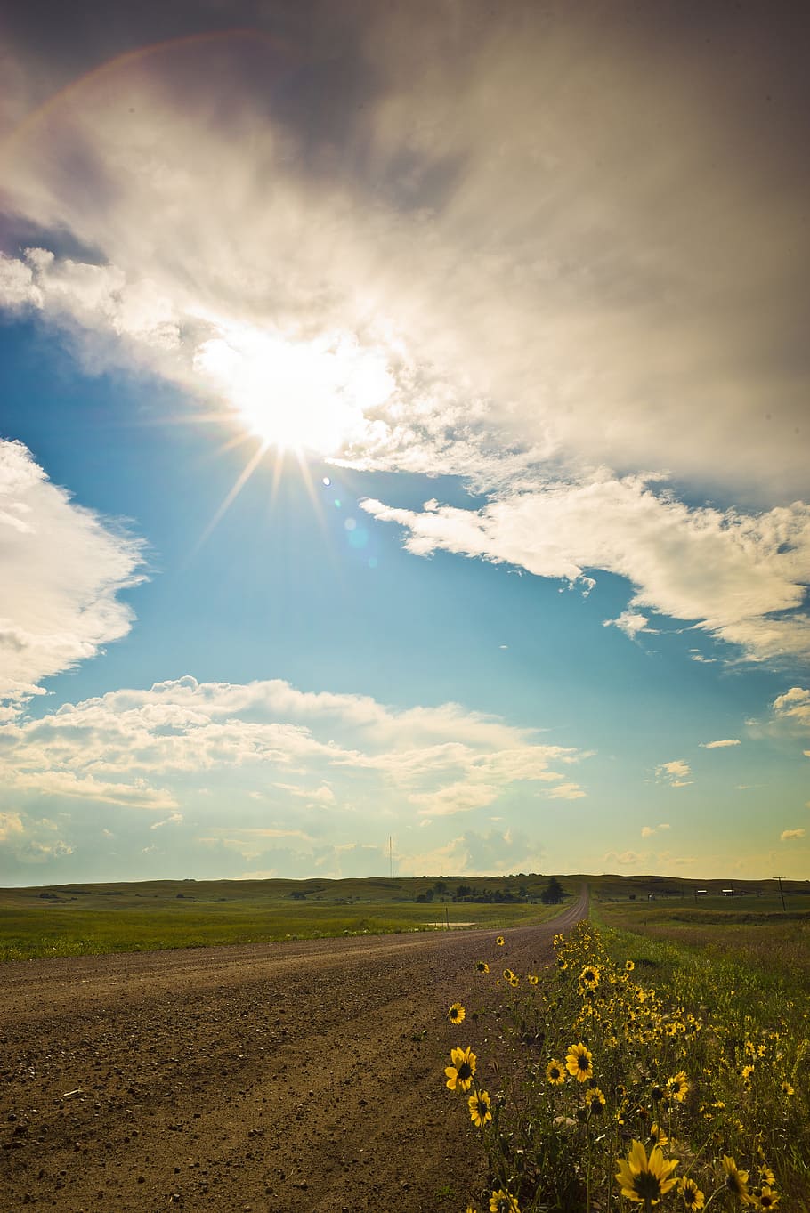 yellow sunflower across grassland, road, sky, landscape, blue HD wallpaper