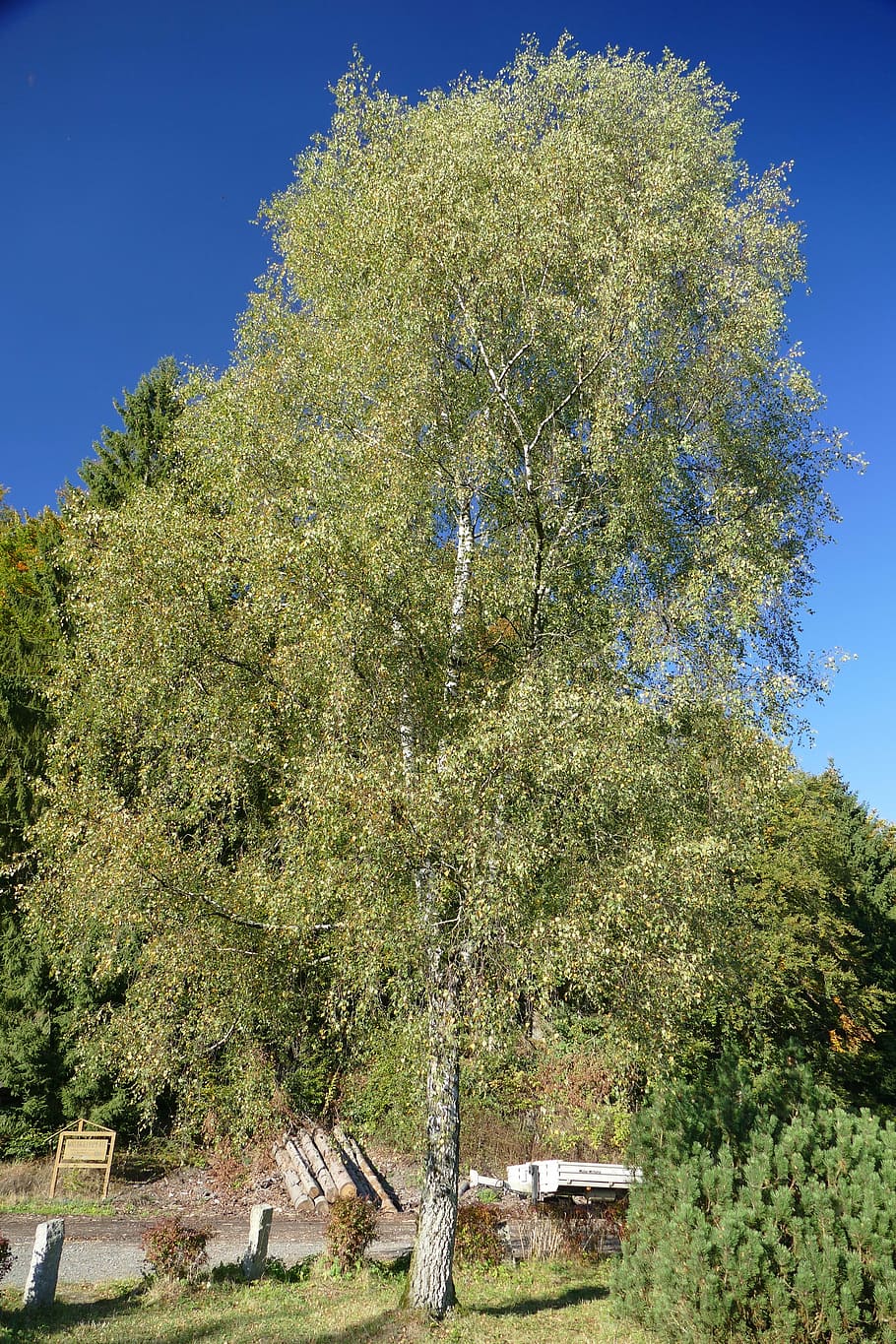 tree, deciduous tree, nature, meadow, sky, blue, landscape HD wallpaper