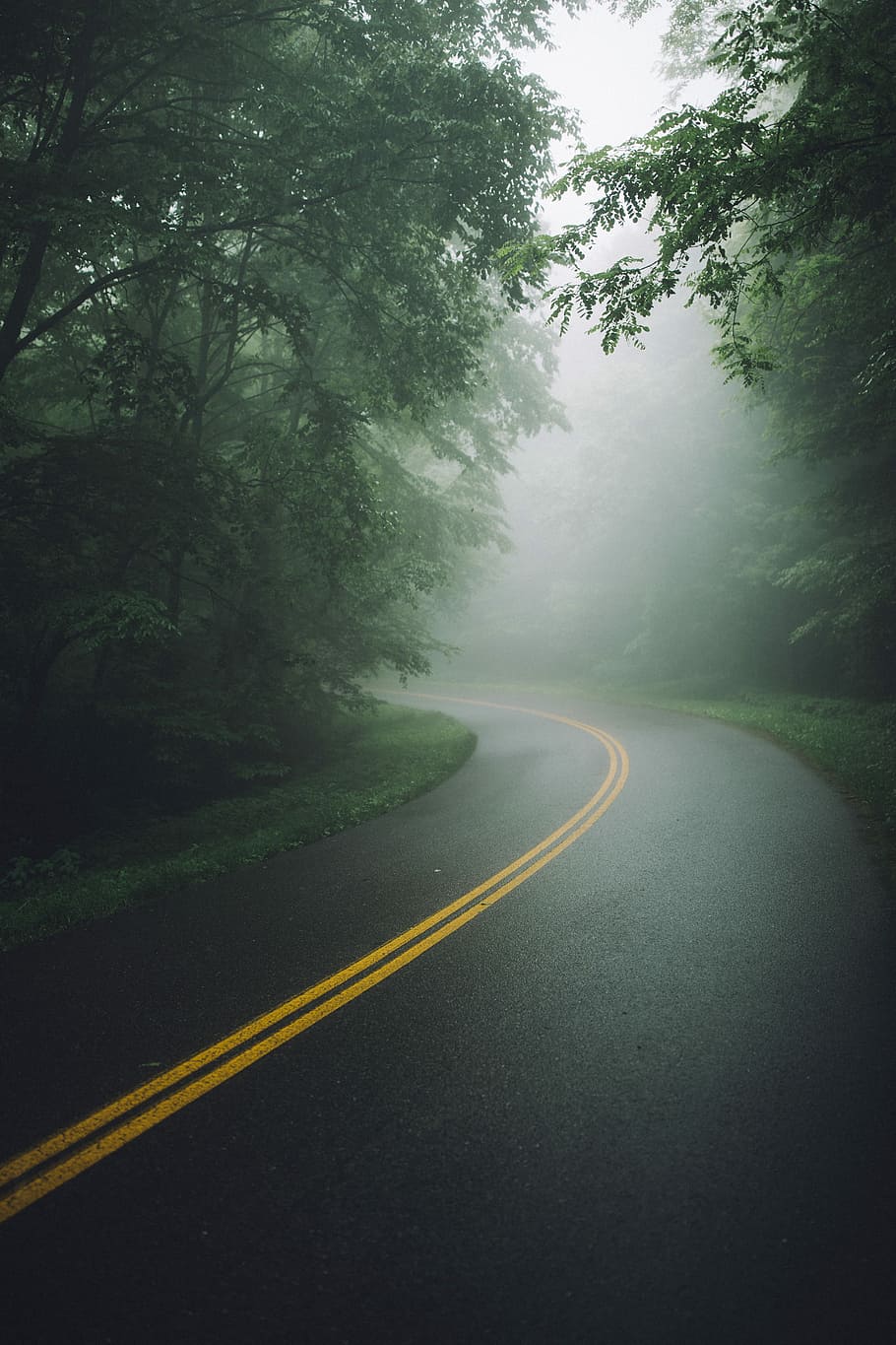 forest trail, photo of concrete road, tree, line, mist, fog, perspective