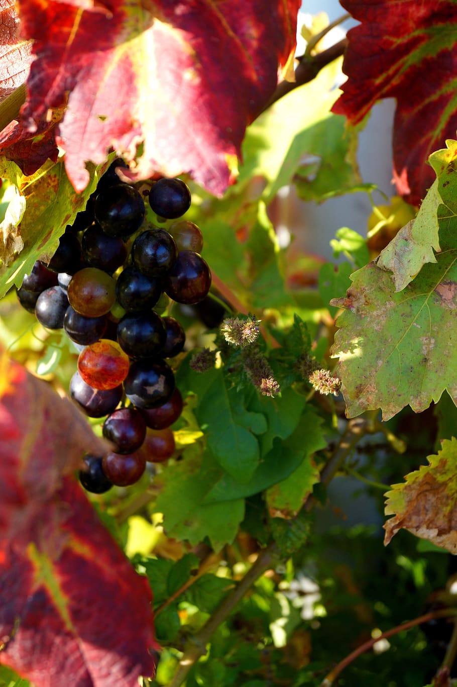 vine, grape, fall, cluster, vine leaves, bunch of grapes, black grape HD wallpaper