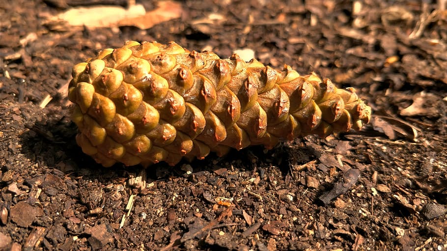 pine cone, small, brown, closed cone, food and drink, close-up HD wallpaper