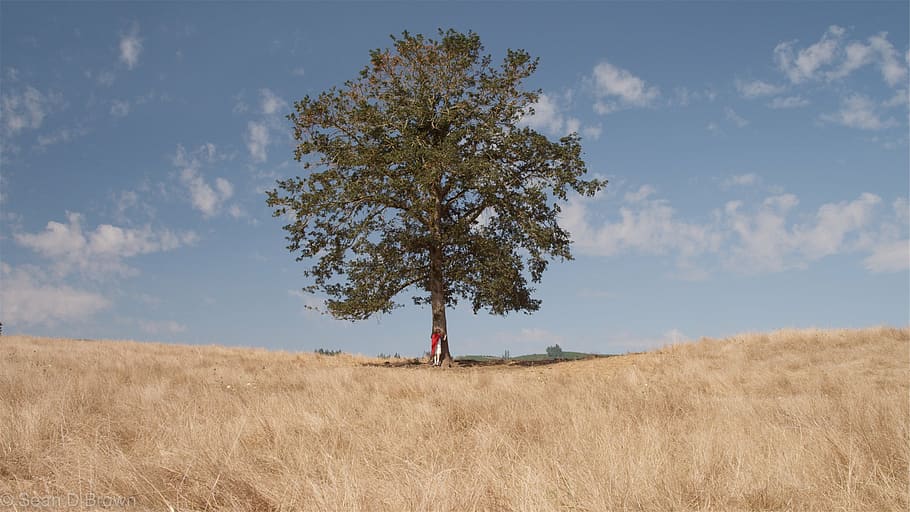 photo of tree on dried grass, green, leaved, white, clouds HD wallpaper