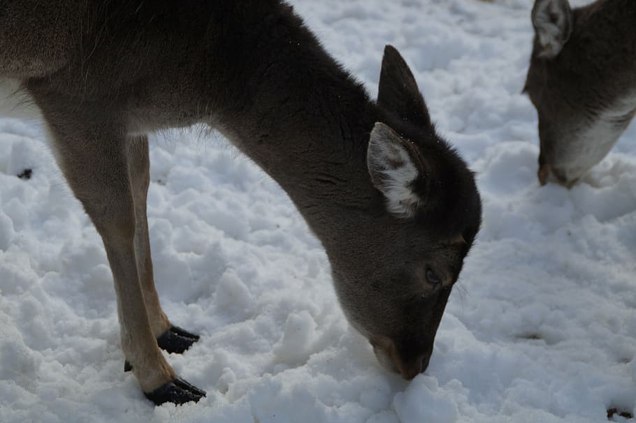 roe deer, fallow deer, wild, winter, snow, winter fur, wintry HD wallpaper