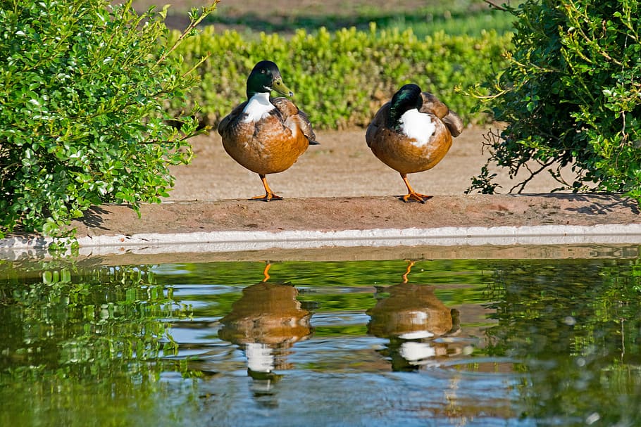 mallard, duck, anas, platyrhynchos, water, mirroring, pond HD wallpaper