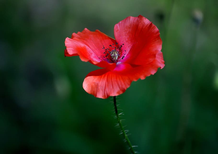 Flower, Botany, Meadow, Plant, red, nature, petal, beautiful HD wallpaper