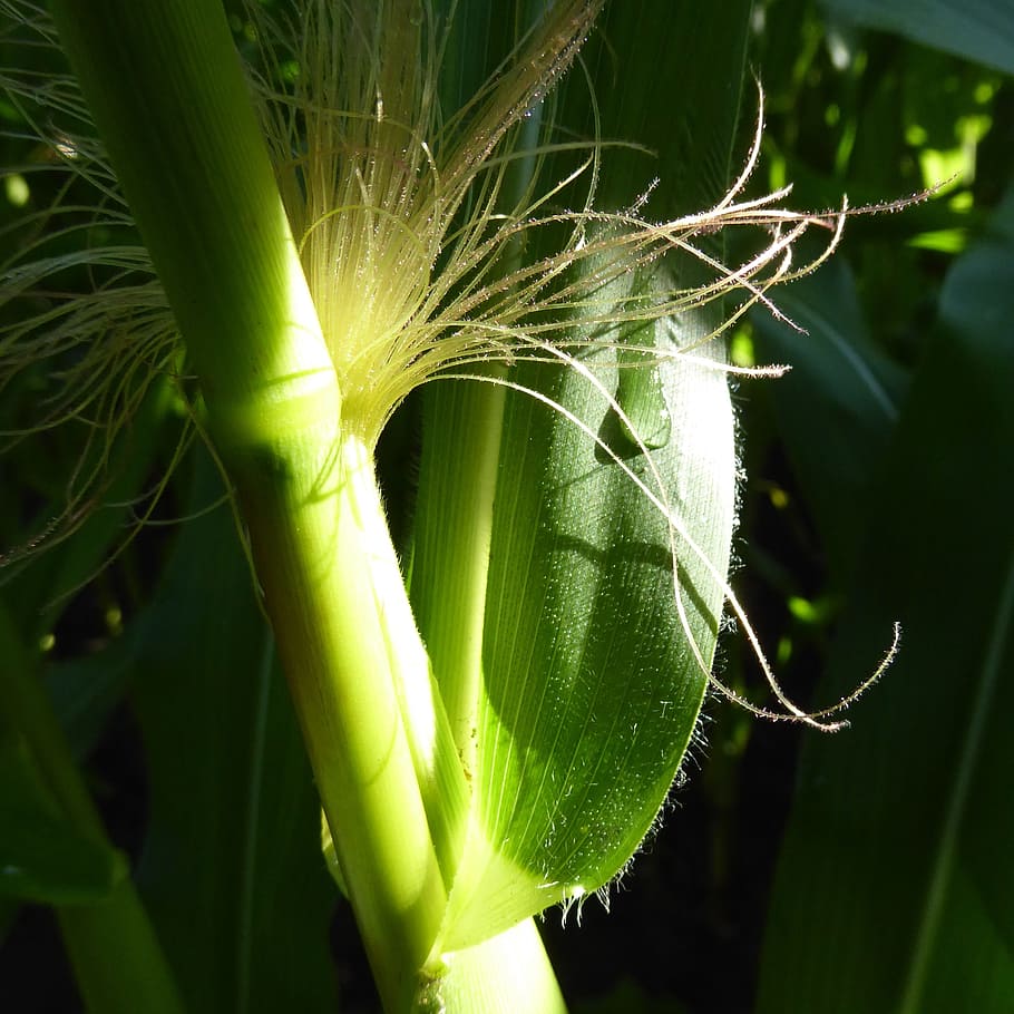 corn, sunlight, morning, zelhem, fruitful, nature, hot, plant HD wallpaper