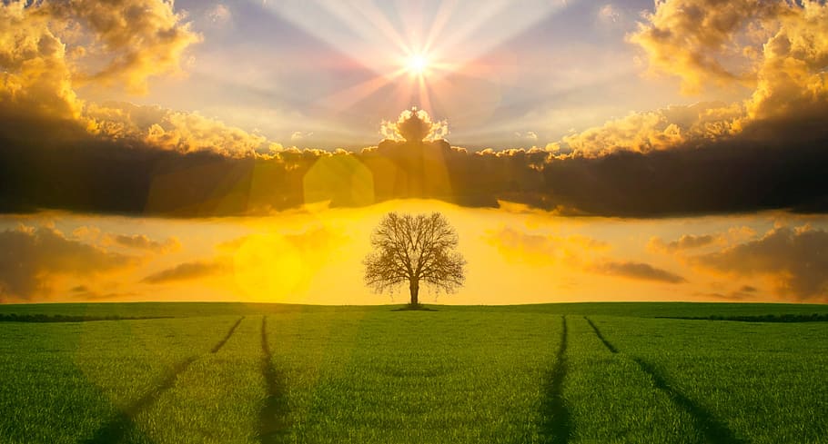 silhouette of tree, nature, sunset, dawn, sky, majestic, water HD wallpaper