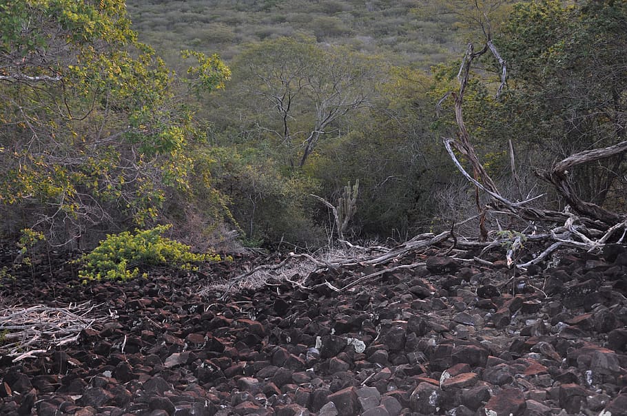 serra, black, source, volcanic, tree, forest, land, plant, tranquility HD wallpaper