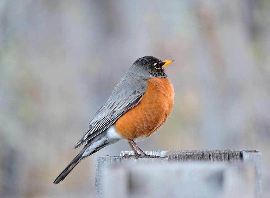 photo of brown and gray short-beak bird, robin, red-breasted, HD wallpaper